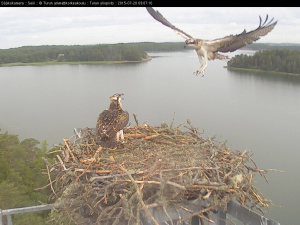 Seili osprey sääksi kalasääski