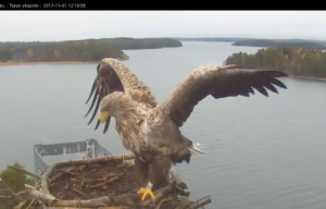 White-tailed eagle merikotka Seili osprey kalasääski sääksi