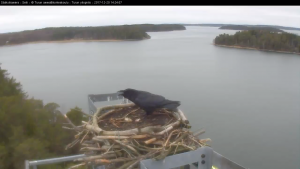 Seili osprey sääksi kalasääski