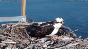 Seili osprey sääksi kalasääski