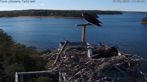 Seili osprey sääksi kalasääski