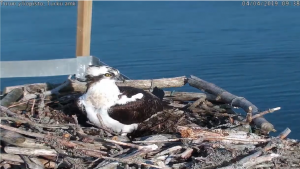 Seili osprey sääksi kalasääski