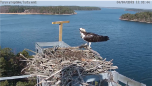 Seili osprey sääksi kalasääski