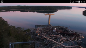 Seili osprey sääksi