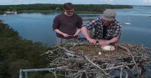 Seili osprey sääksi