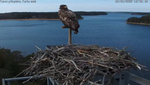 Seili osprey sääksi merikotka